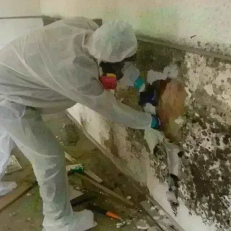 Mold Remediation and Removal in Mobridge, SD